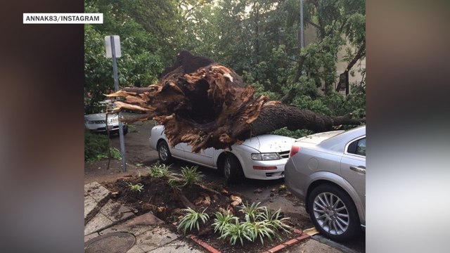 After storm, D.C. wakes to massive downed trees