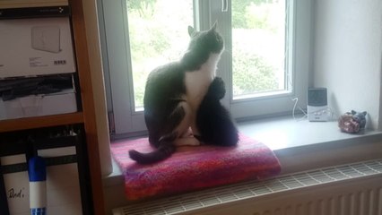 Adopted kitten bonds with family cat