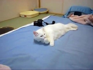 踏みつけられてムッとする猫/Norwegian Forest Cat