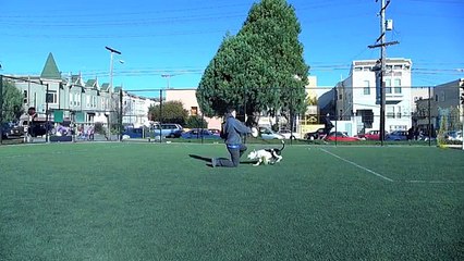 Amazing Pit Bull terriers disc & frisbee