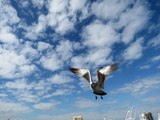 Seagull Flight Animation. SX40HS Powershot Burst Mode.