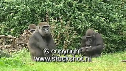 gorilla gorilla gorilla