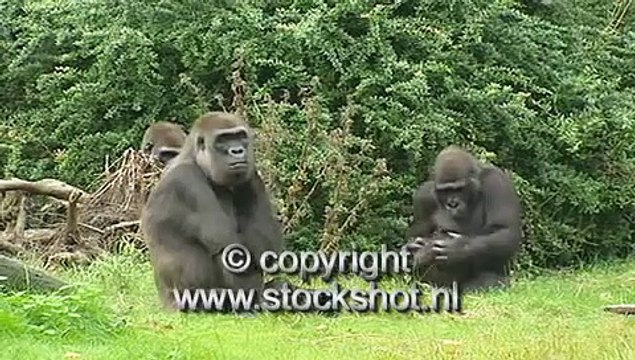 gorilla gorilla gorilla