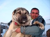 The Biggest ang Strongest DOG in the world (KANGAL) KING OF THE DOG'S