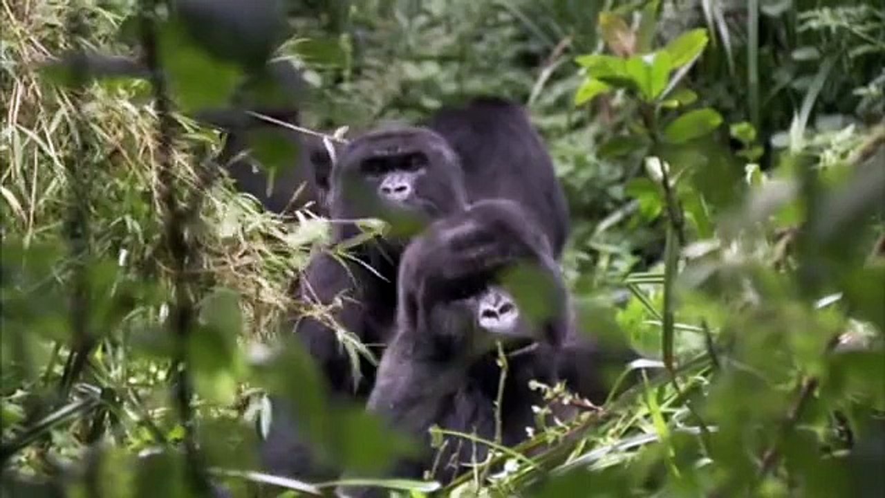 BBC EARTH - Le Gorille des Montagnes