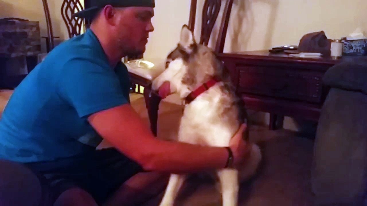 Un chien complètement stone
