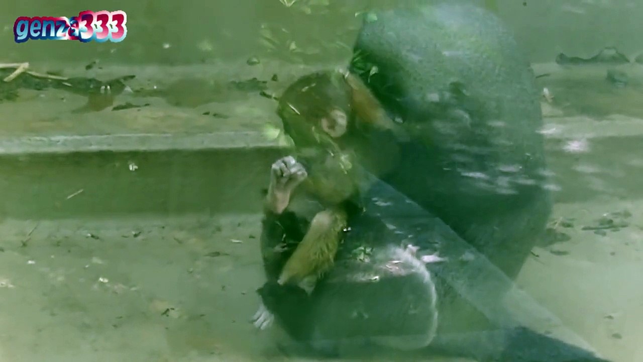 Rage baby monkey