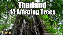 14 Amazing Trees in Thailand