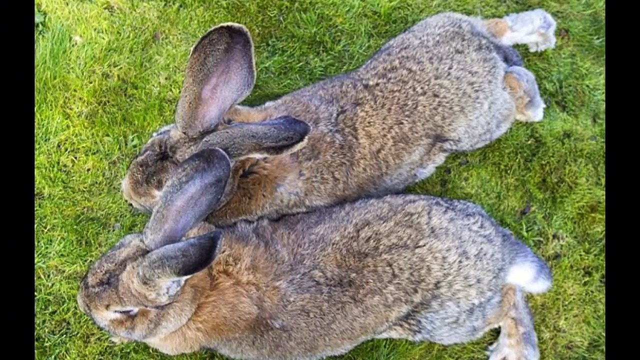 The world's biggest rabbit who faces competition from another giant rival his son Jeff