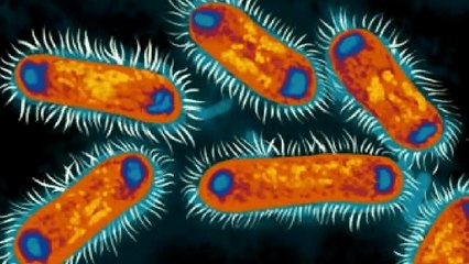 Unicellular and Multicellular Organism
