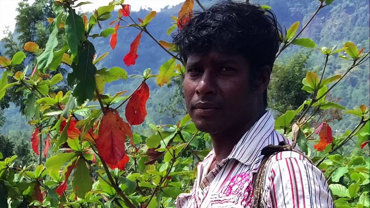 Sri Lanka - Nuwara Eliya