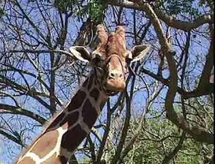 VT Coletiva Le Cirque