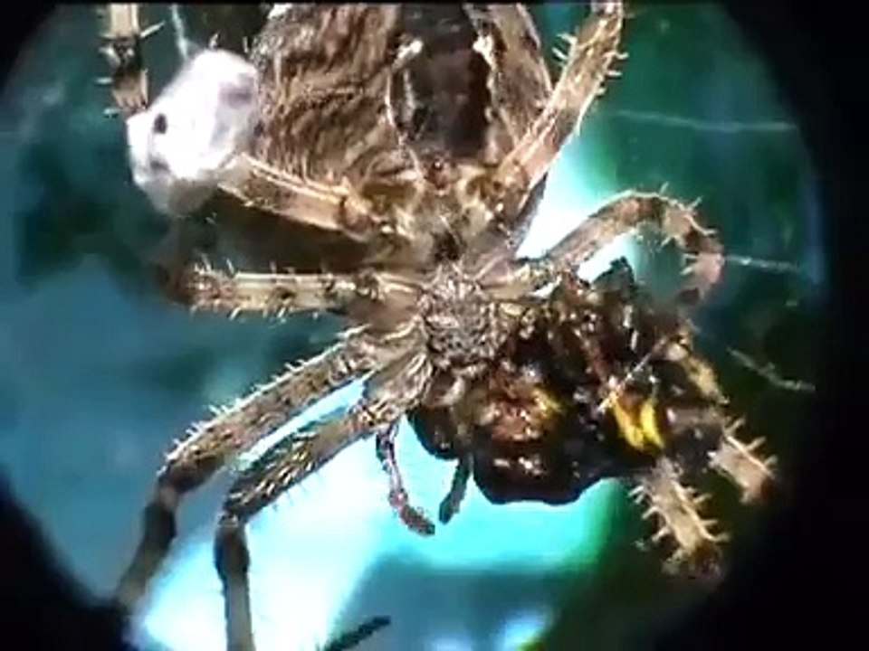 Araña