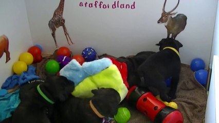 67ème vidéo Chiot n°1 Femelle de la 20ème portée de Staffordland