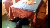 Funny Cats, Dogs Video   Funny Cat, Dog videos Compilation 2015   Funny Animal #001