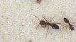 Decapitating Phorid Flies Attacking Imported Fire Ants