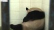 More Panda Cubs Born at Chengdu Research Base