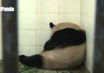 More Panda Cubs Born at Chengdu Research Base