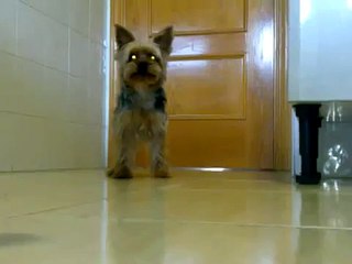 yorkshire terrier con ganas de jugar