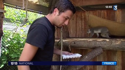 Canicule : les animaux victimes de la chaleur