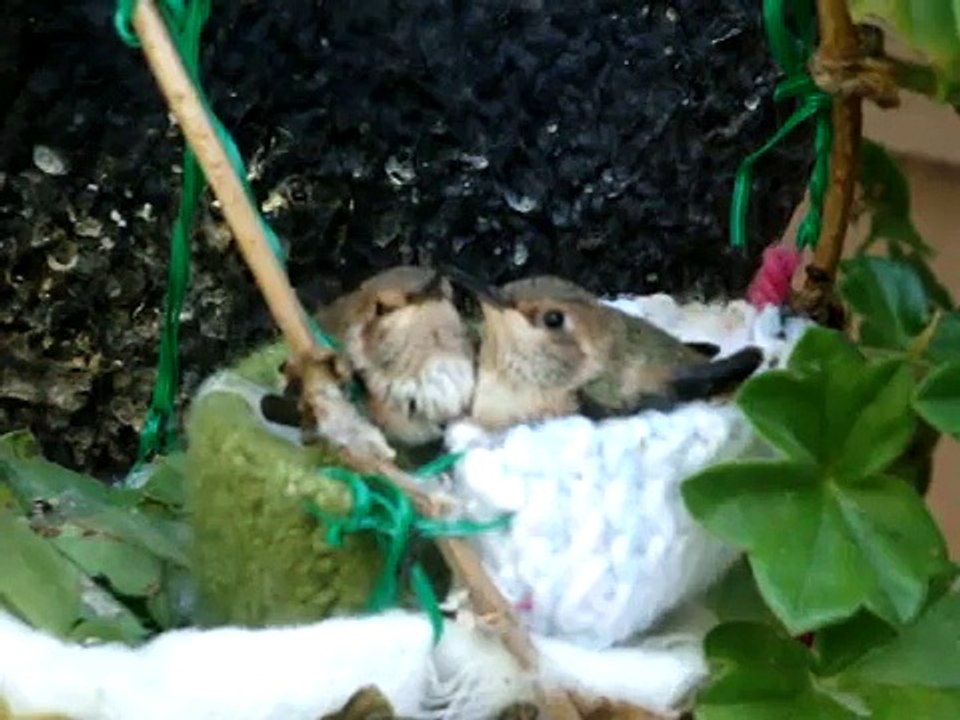 Day 21 - Mother Hummingbird feeds nestlings in the Big Nest July.wmv