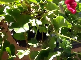 A New Allen's Hummingbird's Nest - May 2010_0001.wmv