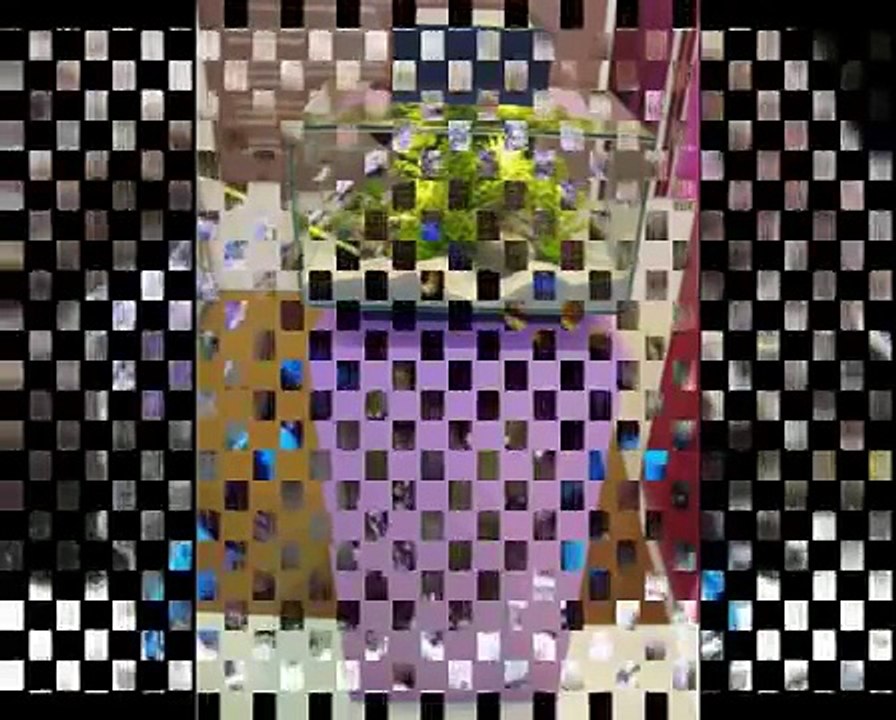 Passione Acquario.avi