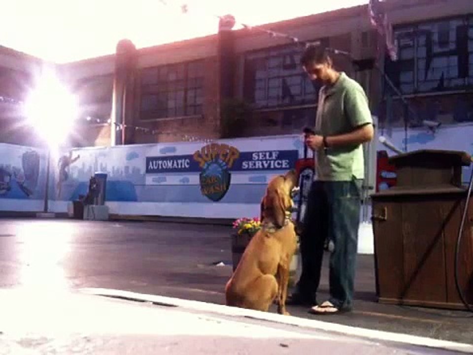 Bloodhound Dog Training