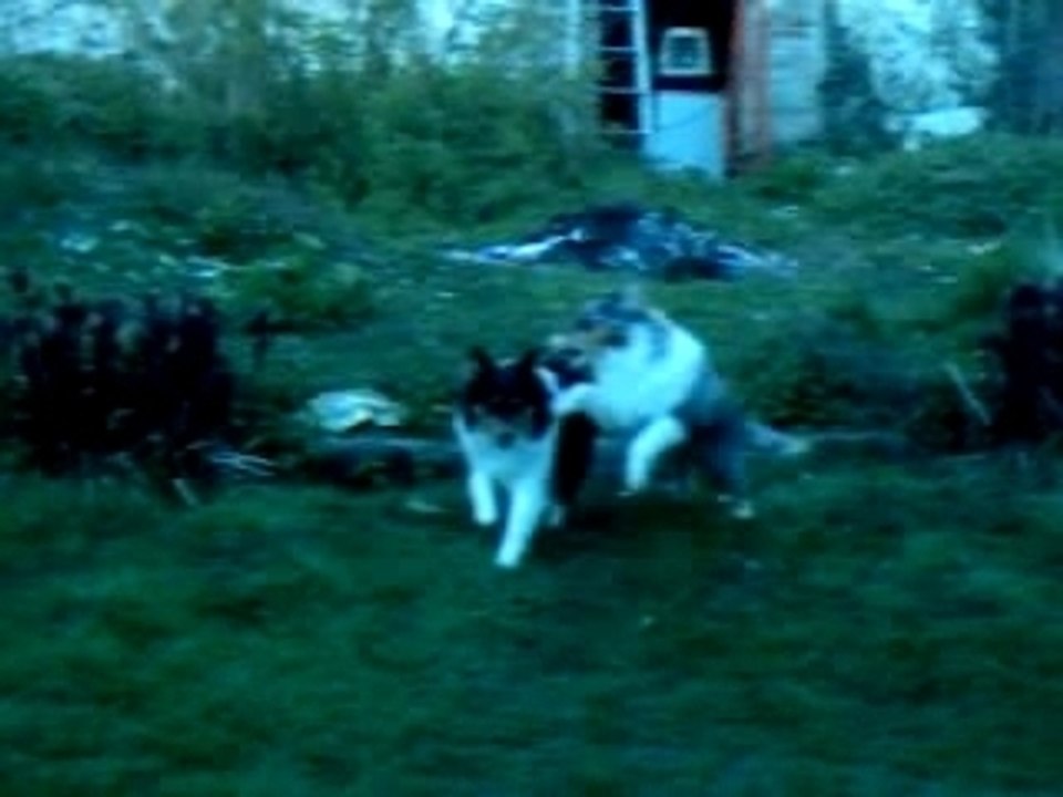 Blue et Altaï 04 04 07