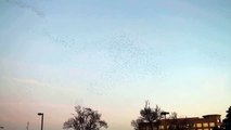 A Large group of birds fly over Downtown Modesto CA