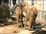 Sikkim - Leben und Tod eines Circus-Elefanten.