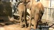 Sikkim - Leben und Tod eines Circus-Elefanten.