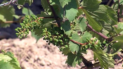 Canicule: des ceps sous surveillance