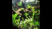 Amazing 360 degree 3D Background Fish Tank inside of Tank!  Aquarium Aquascape