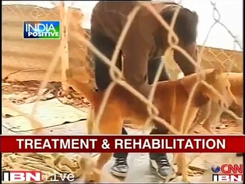 CNN IBN 'India Positive' features 'The Voice of Stray Dogs'