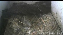 1.7.:19:40-0:32 Mauersegler - Kamera im Nistkasten - 2 Junge (REPLAY)
