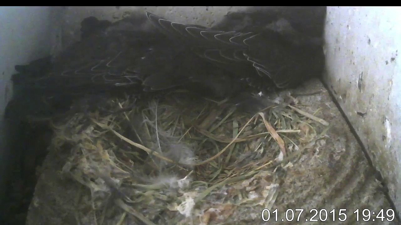 1.7.:19:40-0:32 Mauersegler - Kamera im Nistkasten - 2 Junge (REPLAY)