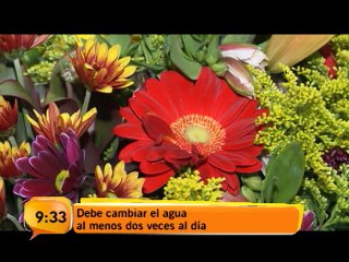 Flores tropicales aportan energía por más tiempo a sus espacios