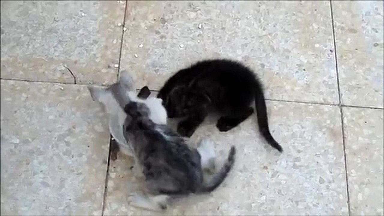 kittens eating cheese
