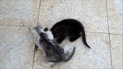 kittens eating cheese