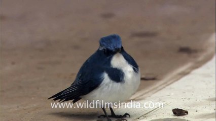 White-browed Blue Flycatcher at Panna