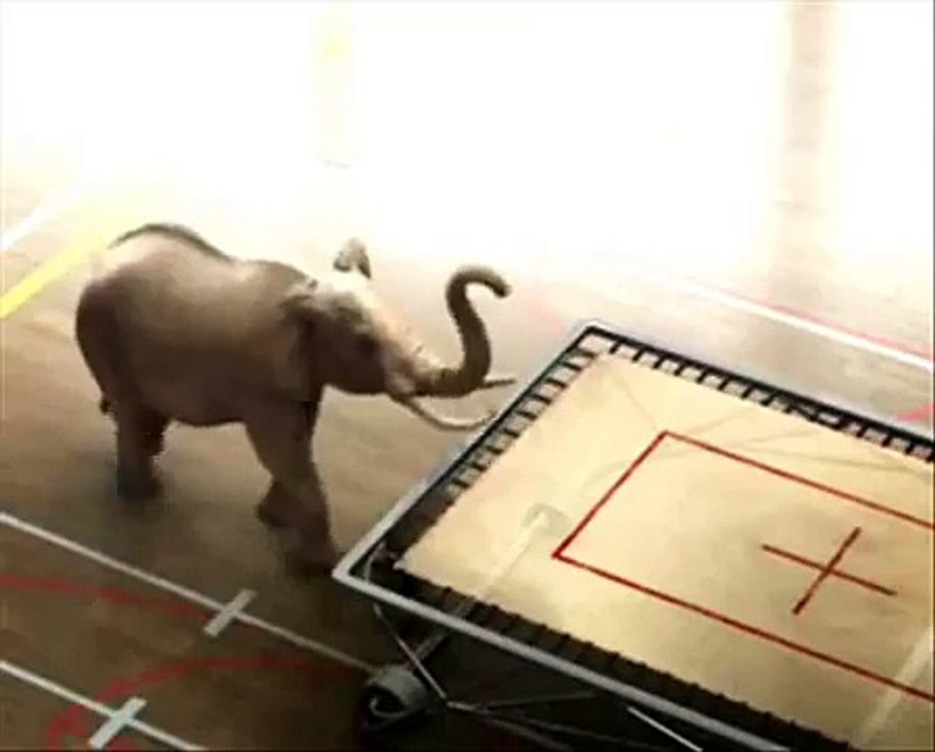 Elephant on a trampoline - video Dailymotion