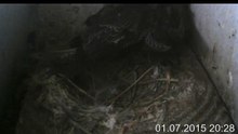 1.7.-20:27-0:52Mauersegler - Kamera im Nistkasten - 2 Junge (REPLAY)