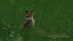 Fox cubs, sweet!    High Quality! 1080p