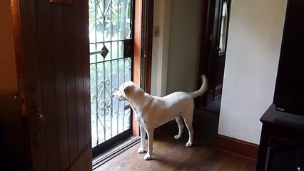 Yellow Lab Pup Happy to See Mom!