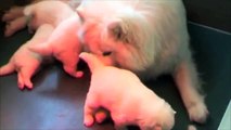 Cuccioli di samoiedo nati il 13 novembre 2009