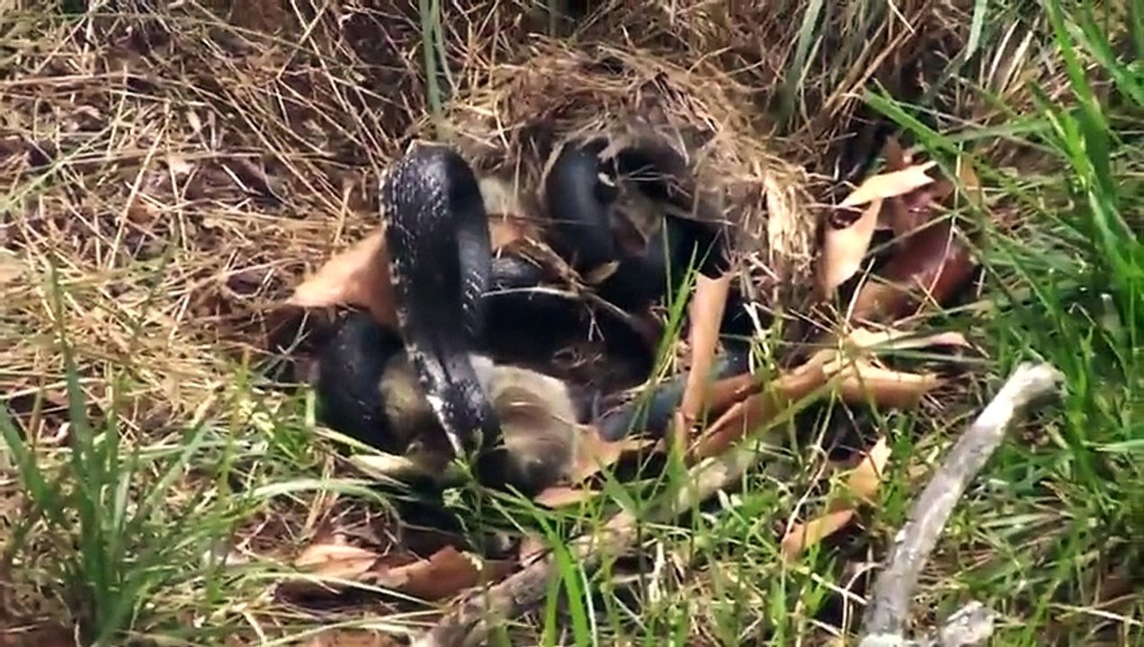 Mother Rabbit Takes On A Snake After It Attacked Her Babies - Video Dailymotion