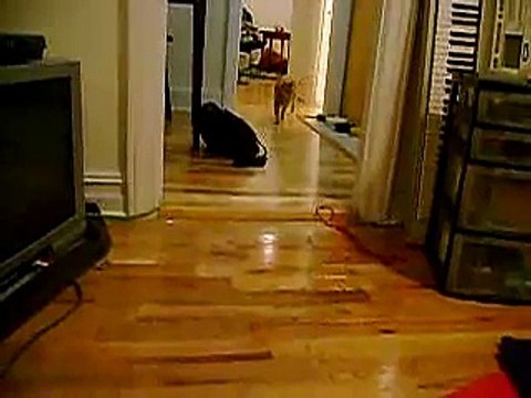 Cat Fetches - Turbo plays fetch