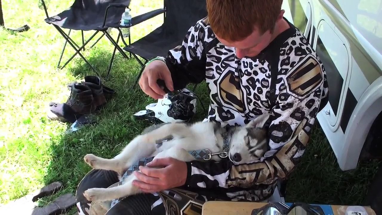 Dead Dog