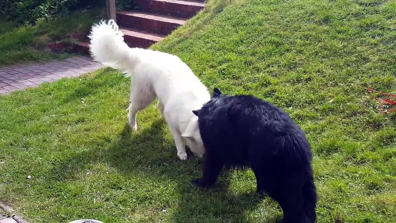 Black and White Shepherd are pulling
